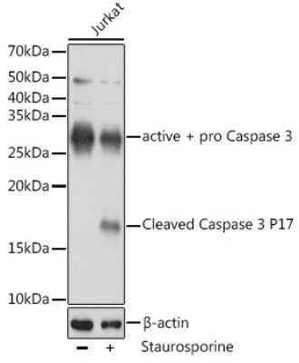 Western Blot: Caspase-3 Antibody (7T1W5)Active, Pro [NBP3-15840]