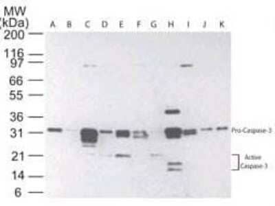 Detection of Caspase-3 in Multiple Human Tissues by Western Blot