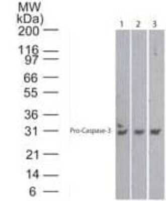 Western Blot Detection of Caspase-3 in Human, Mouse and Rat Heart Lysate