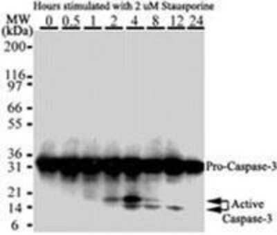 Western Blot Detection of Caspase-3 in HeLa Cells Treated with Staurosporine
