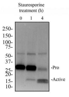 Western Blot Detection of Pro and Active Caspase-3 in Whole Cell Protein From Treated Jurkat Cells