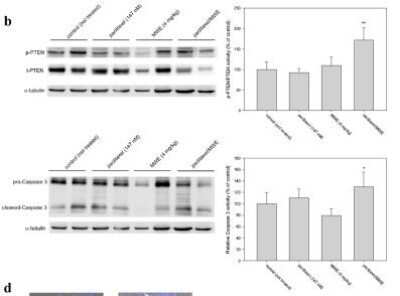 Western Blot Analysis of Caspase-3 in TSGH 8301 Cells After Multiple Treatment Types