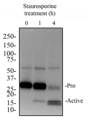 Western Blot Detection of Pro and Active Caspase-3 in Whole Cell Protein From Treated Jurkat Cells