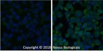 Immunocytochemistry/ Immunofluorescence: Caspase-3 Antibody (31A893) - Azide and BSA Free [NBP2-80613]