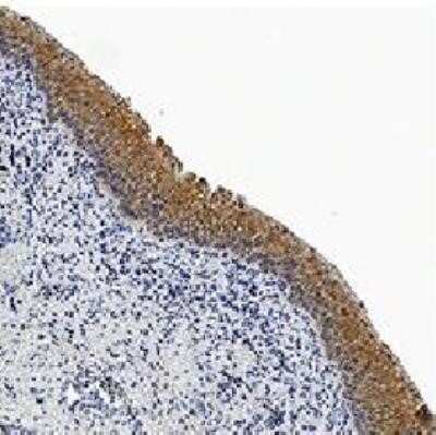 Immunohistochemistry-Paraffin: Caspase-3 Antibody (31A893) - Azide and BSA Free [NBP2-80613]