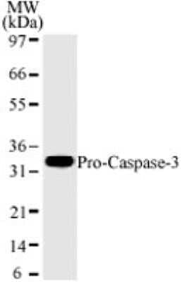 Western Blot: Caspase-3 Antibody (31A893)Azide and BSA Free [NBP2-80613]