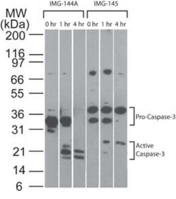 Western Blot: Caspase-3 Antibody (31A893)Azide and BSA Free [NBP2-80613]