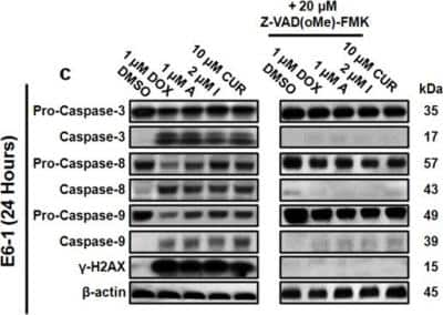 Western Blot: Caspase-3 Antibody (31A893)BSA Free [NB100-56709]