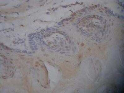 Immunohistochemistry-Paraffin: Caspase-3 Antibody (CPP32 4-1-18) - Azide and BSA Free [NBP2-80614]