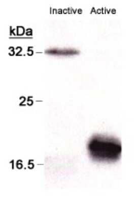 Western Blot: Caspase-3 Antibody (CPP32 4-1-18)Azide and BSA Free [NBP2-80614]