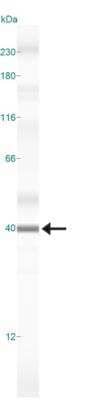 Simple Western: Caspase-3 Antibody (CPP32 4-1-18)BSA Free [NB500-210]