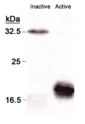 Western Blot: Caspase-3 Antibody (CPP32 4-1-18)BSA Free [NB500-210]