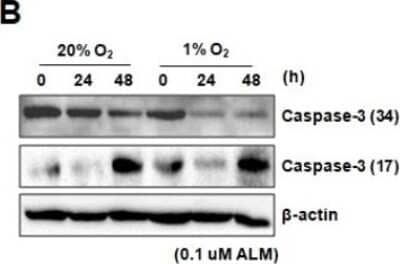 Western Blot: Caspase-3 Antibody (CPP32 4-1-18)BSA Free [NB500-210]