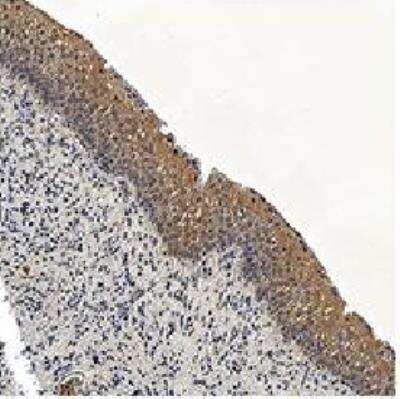 Immunohistochemistry-Paraffin: Caspase-3 Antibody - (Pro and Active) [NB100-56112]