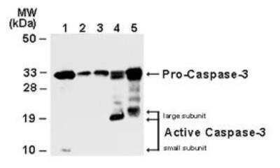 Western Blot: Caspase-3 Antibody(Pro and Active) [NB100-56112]