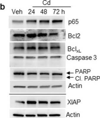 Western Blot: Caspase-3 Antibody(Pro and Active) [NB100-56112]