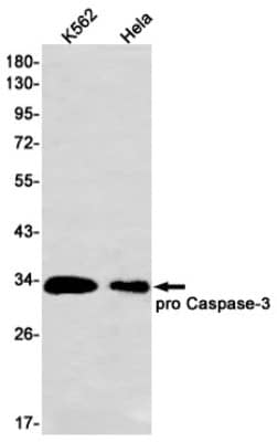 Western Blot: Caspase-3 Antibody (S02-7C2) [NBP3-20021]