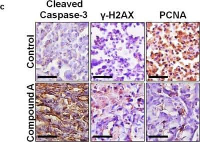 Immunohistochemistry: Caspase-3 Antibody - (active/cleaved) [NB100-56113]