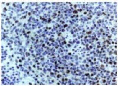 Immunohistochemistry-Paraffin: Caspase-3 Antibody - (active/cleaved) [NB100-56113]