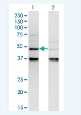 Western Blot: Caspase-4 Antibody (7G7) [H00000837-M02-100ug]