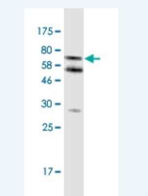 Western Blot: Caspase-4 Antibody (7G7) [H00000837-M02-100ug]