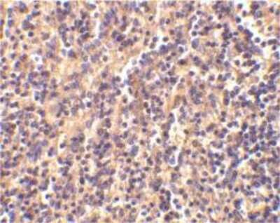 Immunohistochemistry-Paraffin: Caspase-4 Antibody - BSA Free [NBP1-77208]
