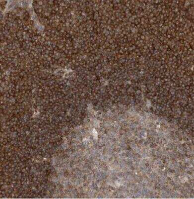 Immunohistochemistry-Paraffin: Caspase-4 Antibody [NBP1-87681]