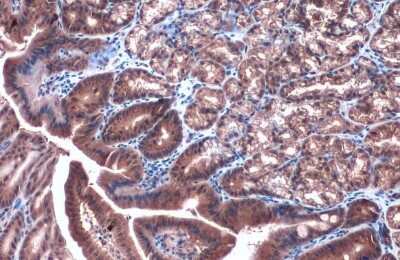 Immunohistochemistry-Paraffin: Caspase-4 Antibody [NBP3-13397]