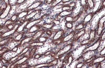Immunohistochemistry-Paraffin: Caspase-4 Antibody [NBP3-13397]