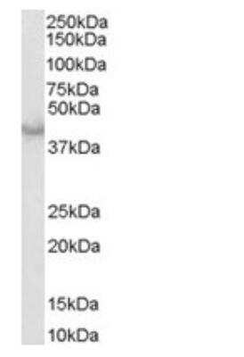 Western Blot: Caspase-4 Antibody [NB300-901]