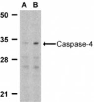 Western Blot: Caspase-4 AntibodyBSA Free [NBP1-76602]