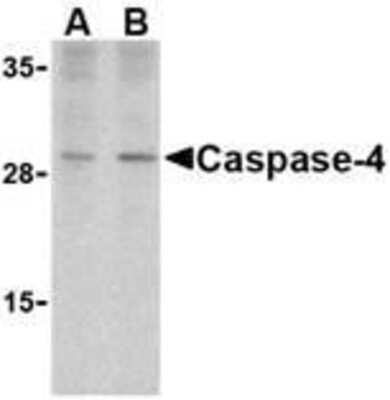 Western Blot: Caspase-4 AntibodyBSA Free [NBP1-77208]