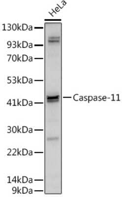 Western Blot: Caspase-4 AntibodyAzide and BSA Free [NBP3-05650]