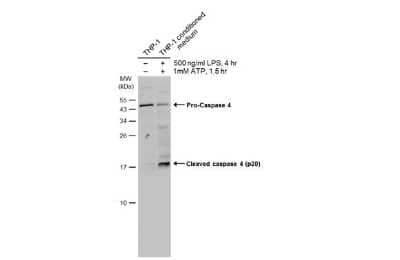 Western Blot: Caspase-4 Antibody [NBP3-13397]