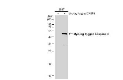 Western Blot: Caspase-4 Antibody [NBP3-13397]