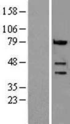 Western Blot: Caspase-4 Overexpression Lysate [NBL1-08712]