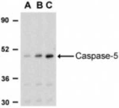 Western Blot: Caspase 5 AntibodyBSA Free [NBP1-77209]