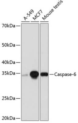 Western Blot: Caspase-6 Antibody (2W4G2) [NBP3-15775]