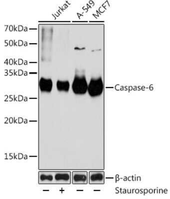 Western Blot: Caspase-6 Antibody (6D7S2) [NBP3-15771]