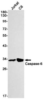 Western Blot: Caspase-6 Antibody (S04-5F9) [NBP3-19931]