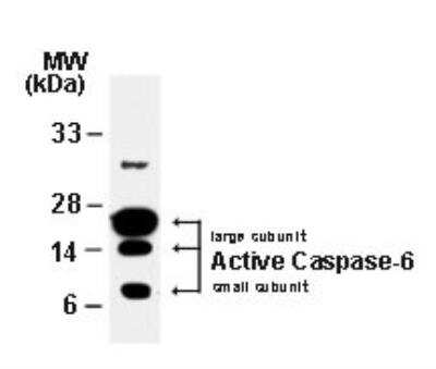 Western Blot: Caspase-6 Antibody [NB100-56114]