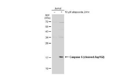 Western Blot: Caspase-6 Antibody(cleaved) [NBP3-13380]