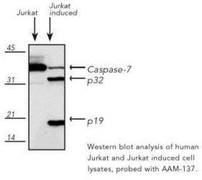 Western Blot: Caspase-7 Antibody (10-1-62) [NBP1-19230]