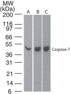 Western Blot: Caspase-7 Antibody (25B881.1)BSA Free [NB100-56529]