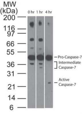 Western Blot: Caspase-7 Antibody (25B881.1)BSA Free [NB100-56529]