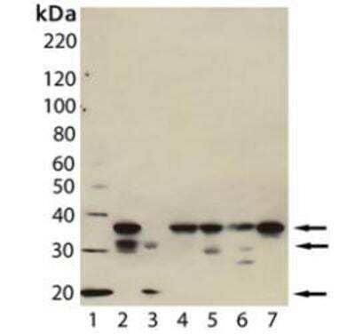 Western Blot: Caspase-7 Antibody (7-1-11) [NBP1-19229]