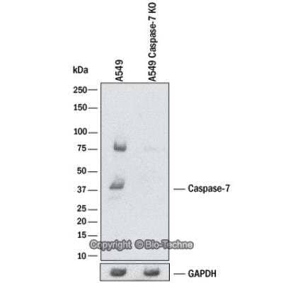 Knockdown Validated: Caspase-7 Antibody (Mch3 1-1-11) [NB500-206]