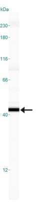 Simple Western: Caspase-7 Antibody (Mch3 1-1-11) [NB500-206]