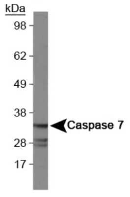 Western Blot: Caspase-7 Antibody (Mch3 1-1-11) [NB500-206]