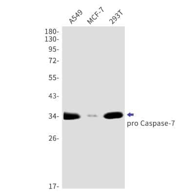 Western Blot: Caspase-7 Antibody (S03-0F2) [NBP3-14866]